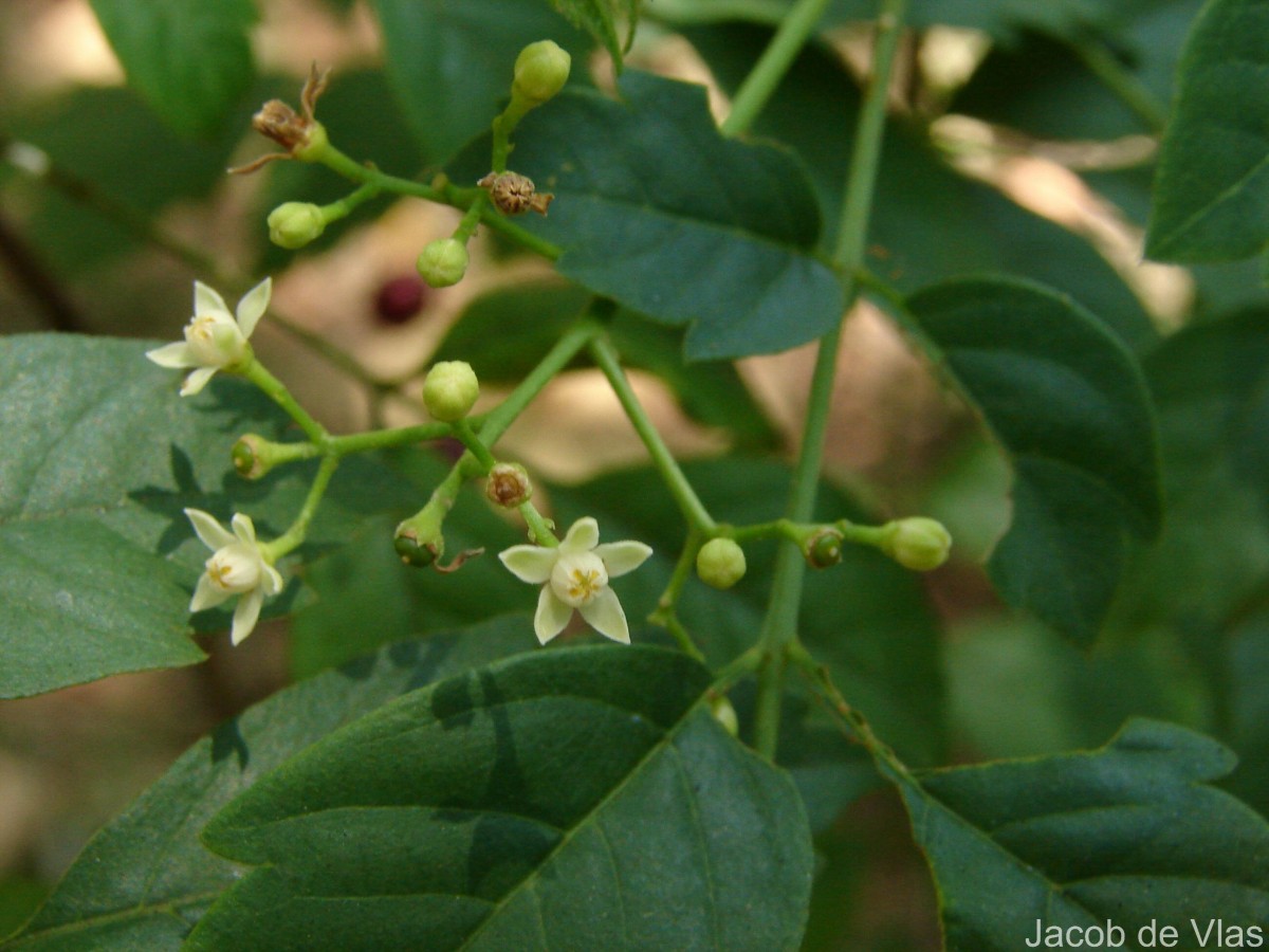 Cipadessa baccifera (Roth) Miq.